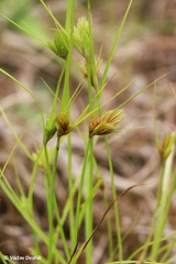 Carex bohemica