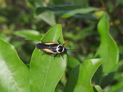 Hemithyrsocera vittata