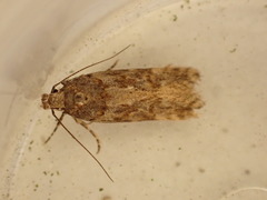 Teleiopsis diffinis