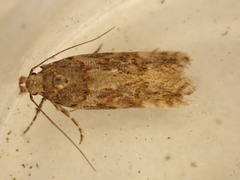 Teleiopsis diffinis