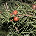 Phoenicean Juniper - Photo (c) Rafael Medina, some rights reserved (CC BY)