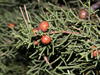 Phoenicean Juniper - Photo (c) Rafael Medina, some rights reserved (CC BY)