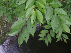 Zelkova serrata