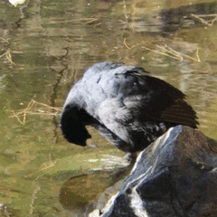 Fulica atra
