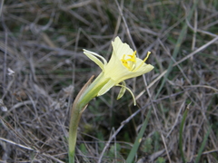Narcissus bulbocodium graellsii