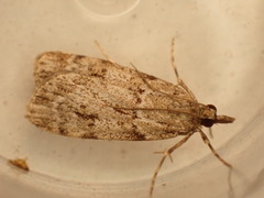 Scoparia ambigualis