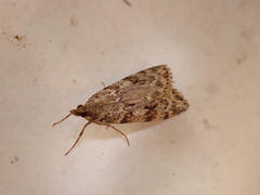 Scoparia ambigualis