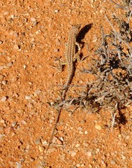 Meroles suborbitalis