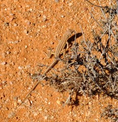 Meroles suborbitalis