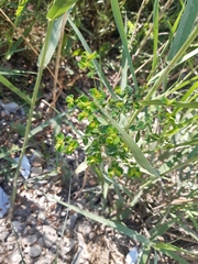 Euphorbia falcata