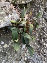 Dendrobium speciosum speciosum