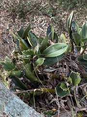 Dendrobium speciosum speciosum