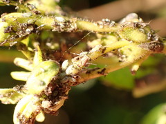 Hyadaphis passerinii