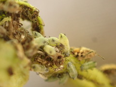 Hyadaphis passerinii