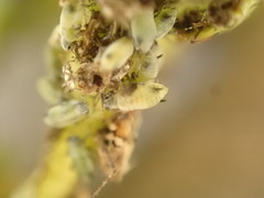 Hyadaphis passerinii