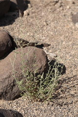 Artemisia sieberi