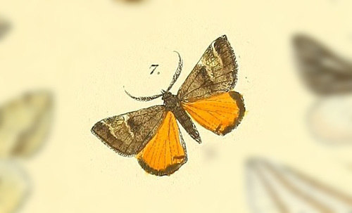 Praeapodroma scarata