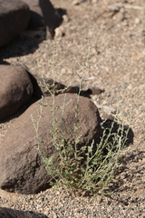 Artemisia sieberi
