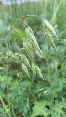 Bromus squarrosus villosus