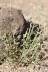 Artemisia sieberi