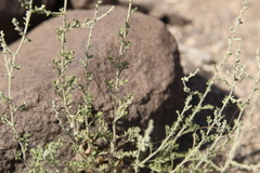 Artemisia sieberi