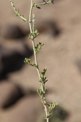 Artemisia sieberi