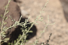 Artemisia sieberi