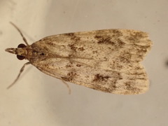Scoparia ambigualis