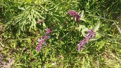 Dracocephalum nutans