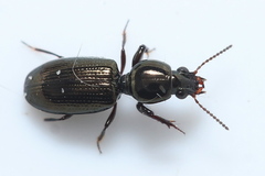 Dyschirius salinus