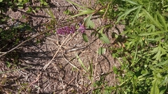 Dracocephalum nutans