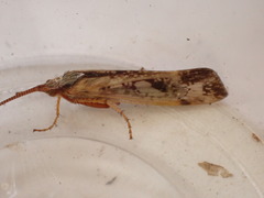 Limnephilus marmoratus