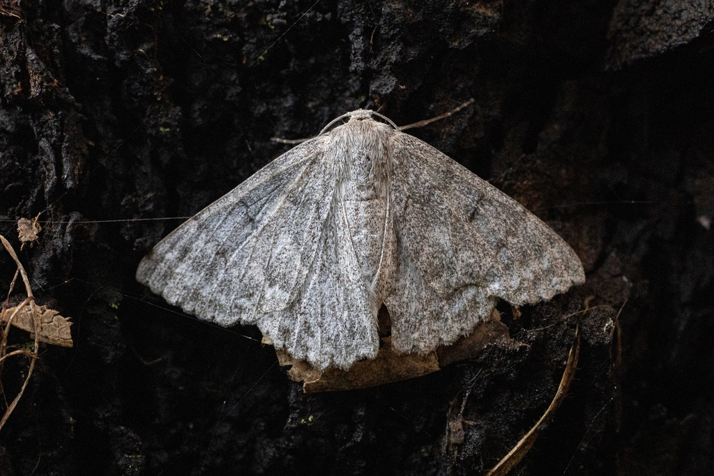 Red-lined Looper from Adelaide SA, Australia on June 07, 2022 at 05:29 ...