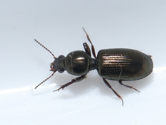 Dyschirius salinus