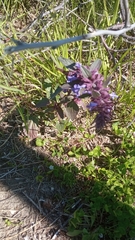 Dracocephalum nutans