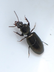 Dyschirius salinus