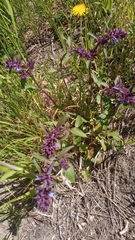 Dracocephalum nutans