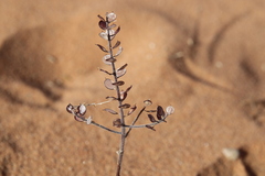 Cuprella homalocarpa