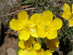 Ranunculus ollissiponensis