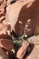 Echinops glaberrimus
