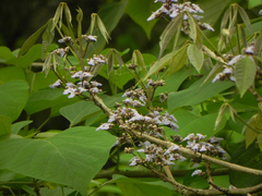 Vitex orinocensis
