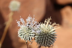 Echinops glaberrimus