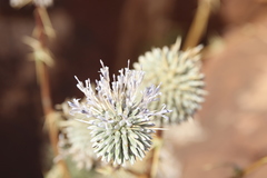 Echinops glaberrimus
