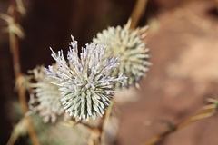 Echinops glaberrimus