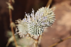 Echinops glaberrimus