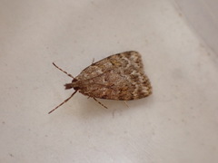 Scoparia ambigualis