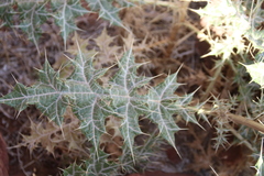 Echinops glaberrimus