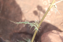 Echinops glaberrimus