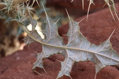 Echinops glaberrimus