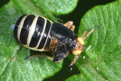 Ditropis pteridis